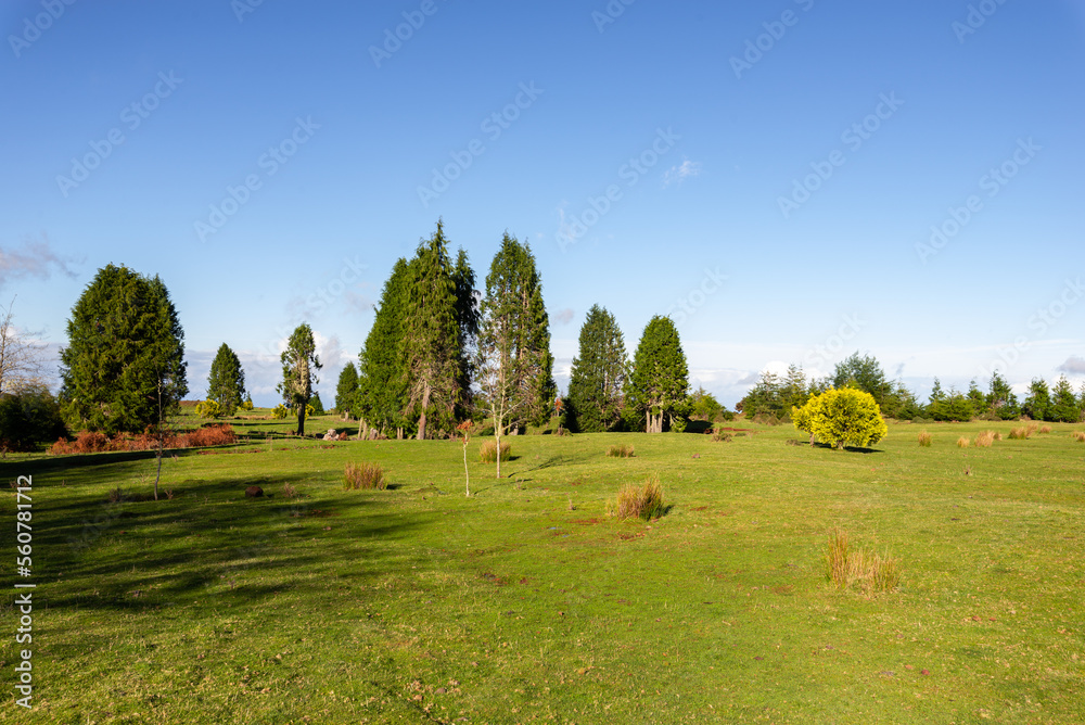 Green panorama with green trees and grass on field. 