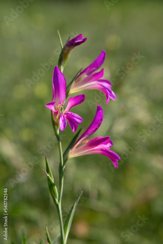 Gladiolus italicus flower photo