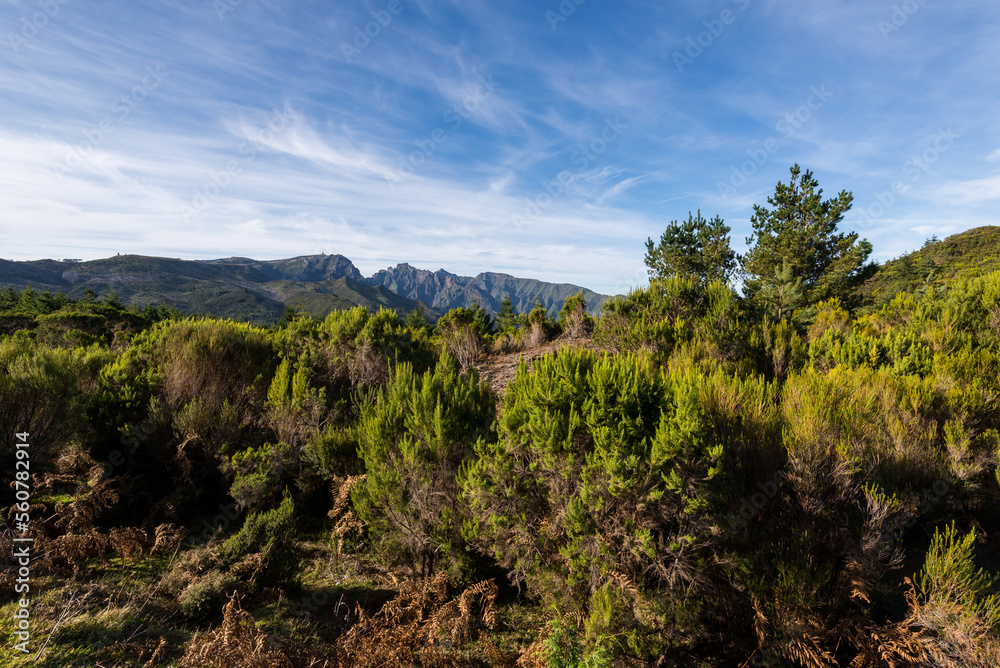 Green Forest panorama with green trees and grass on field. 