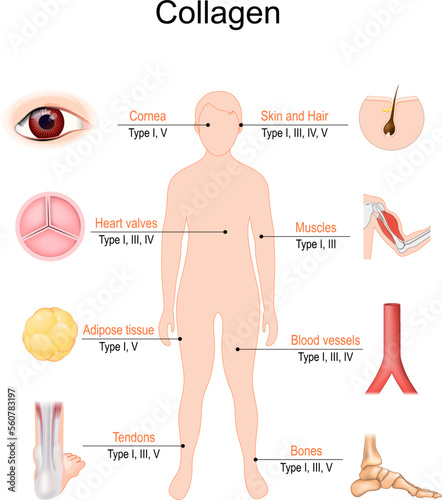 collagen types