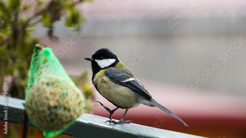 cute bird tit staying close to the feeder , ready to eat seeds 