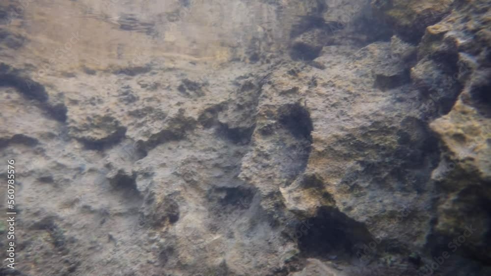 Incognito goby (Gobius incognitus) and other Adriatic fish underwater Incognito goby (Gobius incognitus) and other Adriatic fish underwater