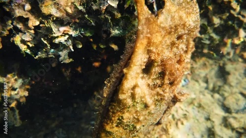 Noble pen shell (Pinna nobilis), a species of Mediterranean clam underwater