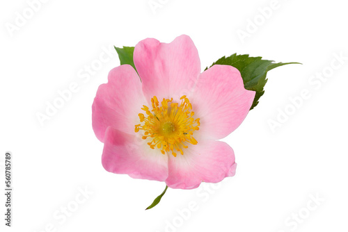 Rosehip flower with leaf on white background isolated photo