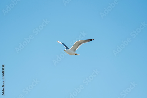 Different seagulls flying over the port sky