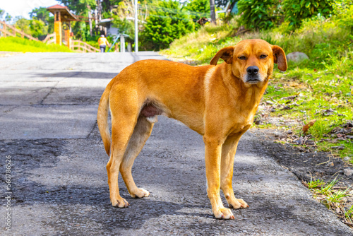 Brown ginger stray dog on road forest in Costa Rica.