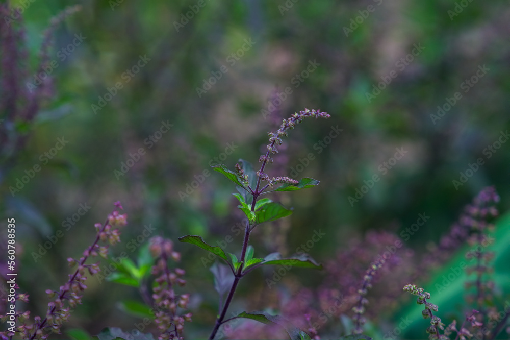 Shoots and flowers of black basil, non-toxic Shoots and flowers of black basil, non-toxic