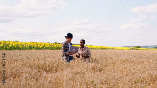 In the middle of wheat field beautiful African lady and good looking man farmer discussing about the ears of wheat they looking through the laptop to make some notes about the harvest