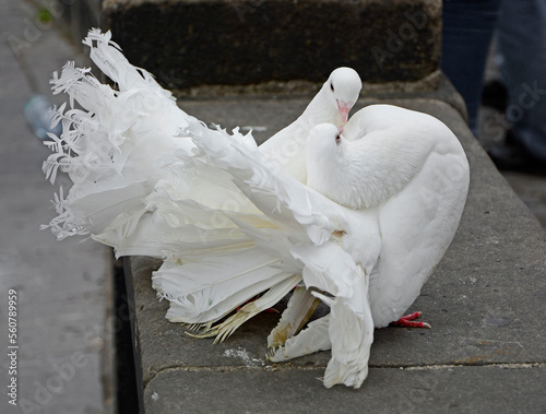 biały gołąb ozdobny, Columba, para białych gołebi ozdobnych, całująca sie para gołebi, wite doves couple doves kissing, Valentine's Day