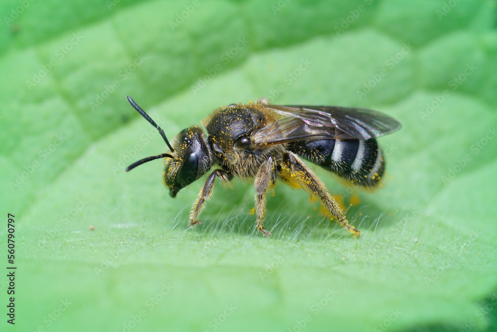 Detailed closeup of female furrow banded sweat bee, Lasioglossum zonulum , on a green leaf Detailed closeup of female furrow banded sweat bee, Lasioglossum zonulum , on a green leaf