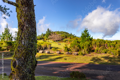 Green Forest panorama with green trees and grass on field. 