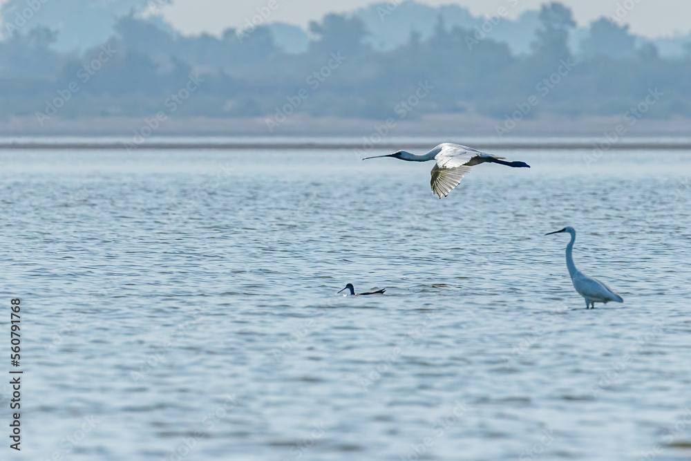 Naklejka premium A spoon billed flying over a lake