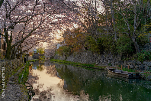 近江八幡 夕暮れの八幡堀の春景色