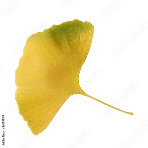 One yellow ginkgo biloba leaf on a transparent background.