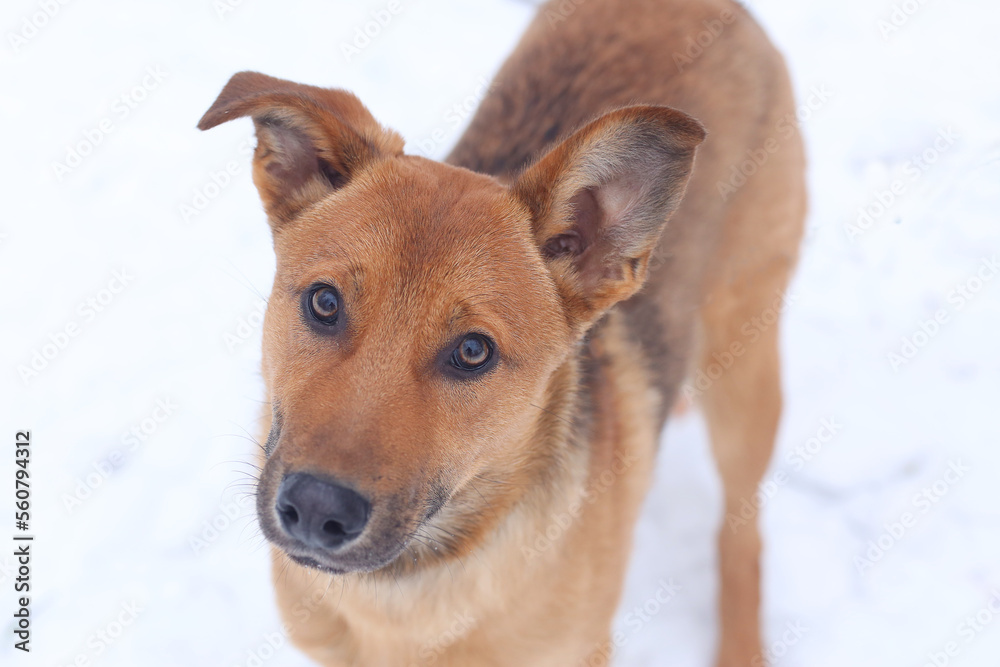 fawn dog closeup photo on snowy white background fawn dog closeup photo on snowy white background