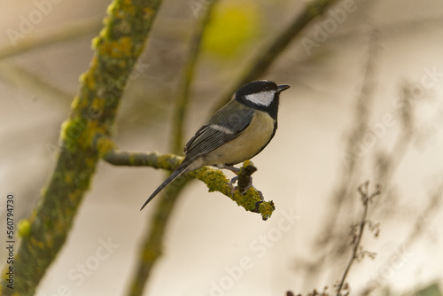 Kohlmeise, Parus major