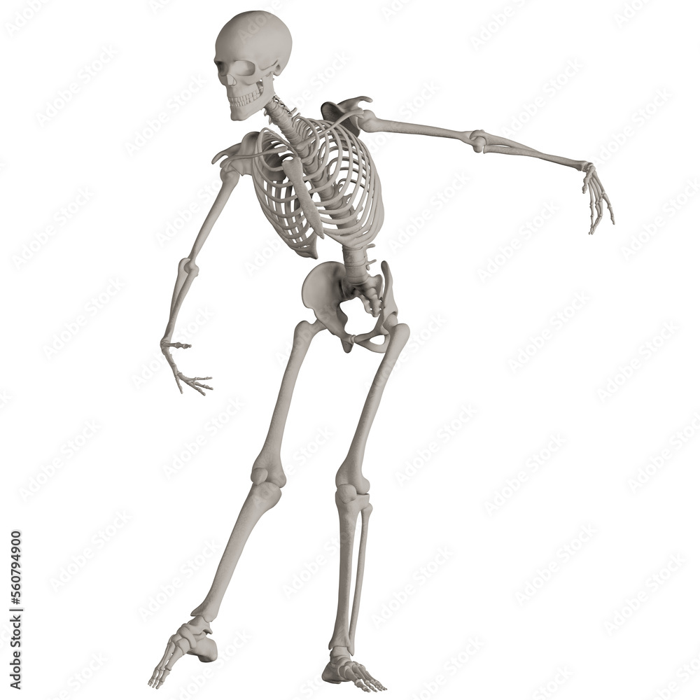 skeleton posing 3d render illustration	
