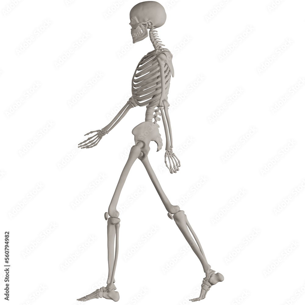 skeleton posing 3d render illustration skeleton posing 3d render illustration