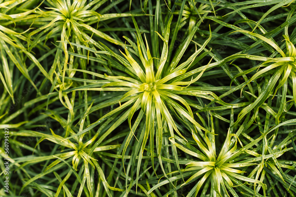 Bush blooming garden plant closeup. Bush blooming garden plant closeup.