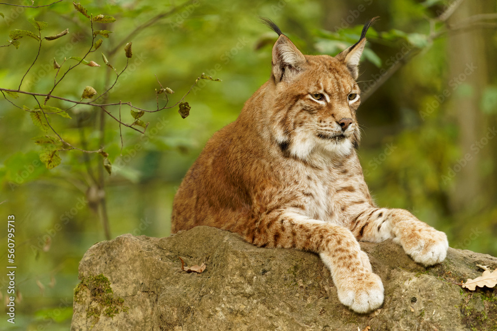 Fototapeta premium Eurasischer Luchs, Nordluchs, Lynx lynx, Luchs