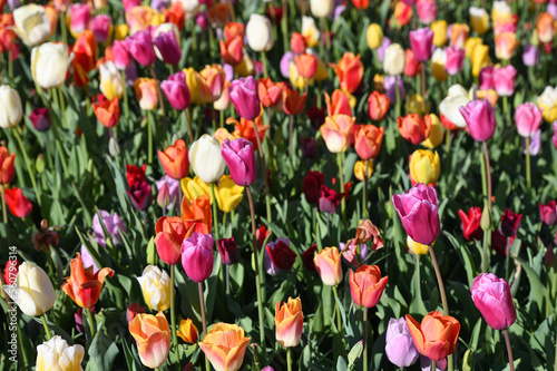 Hollands tulip bloom