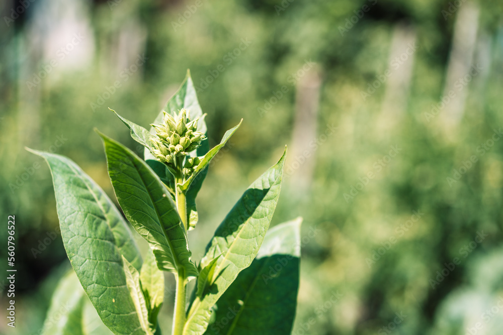 Growing bush of tobacco close-up. Growing bush of tobacco close-up.
