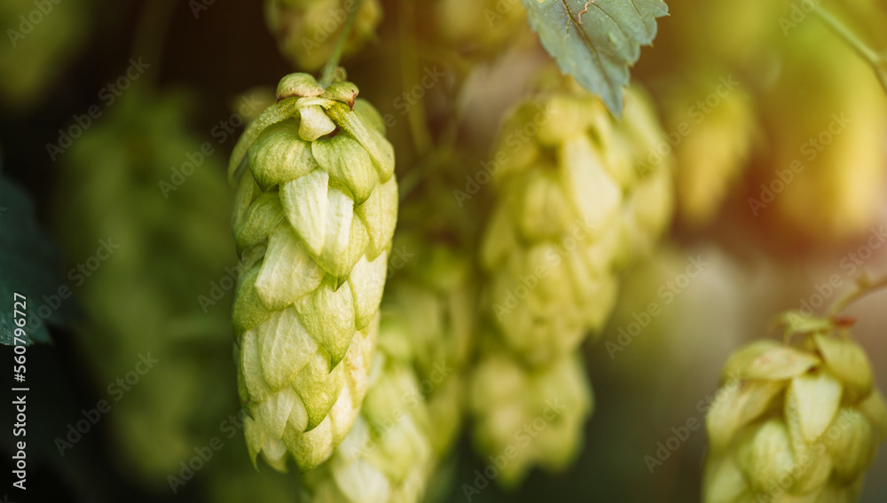 Fototapeta premium Green hop cones hanging on a bush.