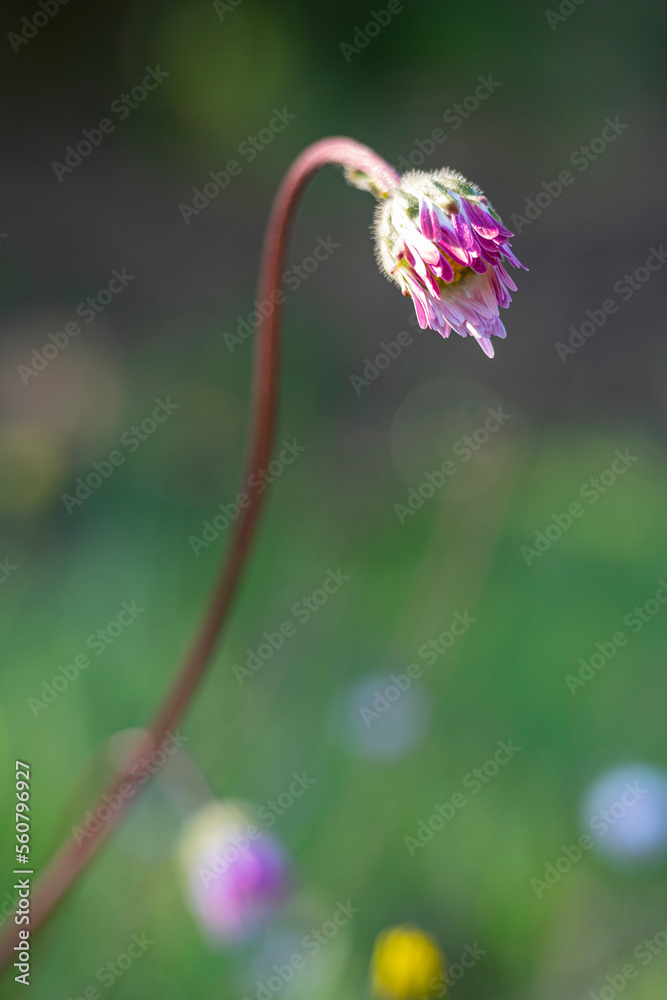 Beautiful summer background with daisy flowers. Beautiful summer background with daisy flowers.