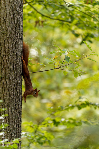 Eichhörnchen, Eichkater, Sciurus vulgaris © dina