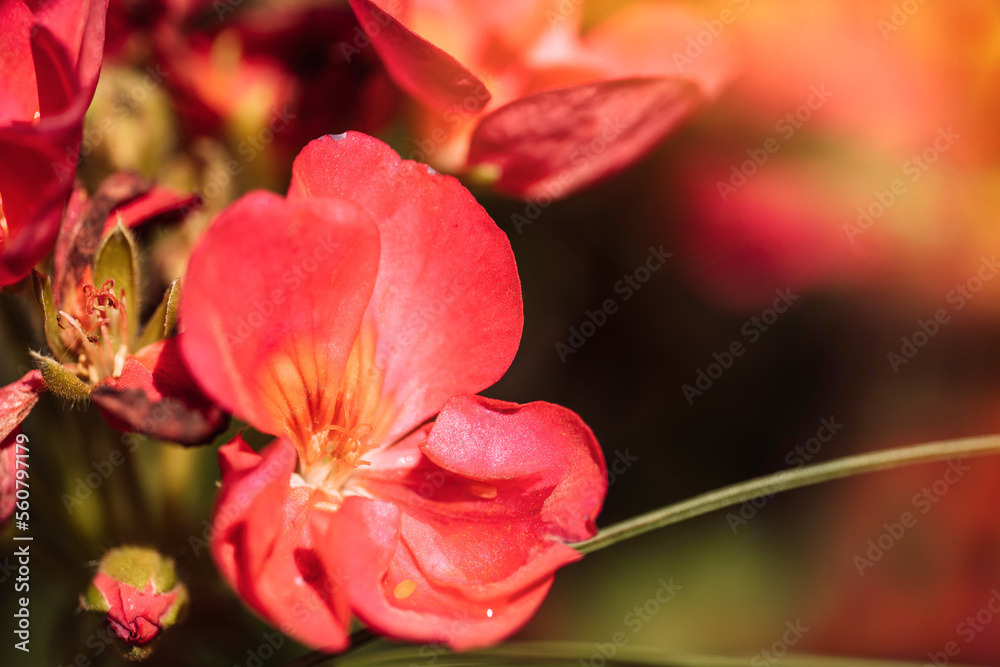 Background of blooming red geranium closeup.
