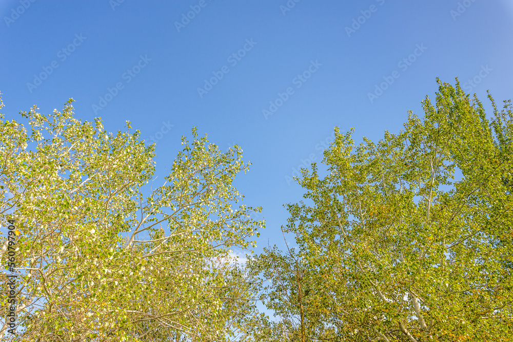 Green Forest panorama with green trees and grass on field. Green Forest panorama with green trees and grass on field.
