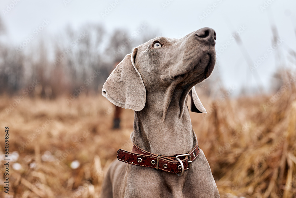 beautiful gray Weimaraner in autumn countryside forest. Hunting dog on hunt. Gray dog. Hunting dog breed. outdoor portrait. animals, hunting, dogs, active lifestyle concept - obrazy, fototapety, plakaty 