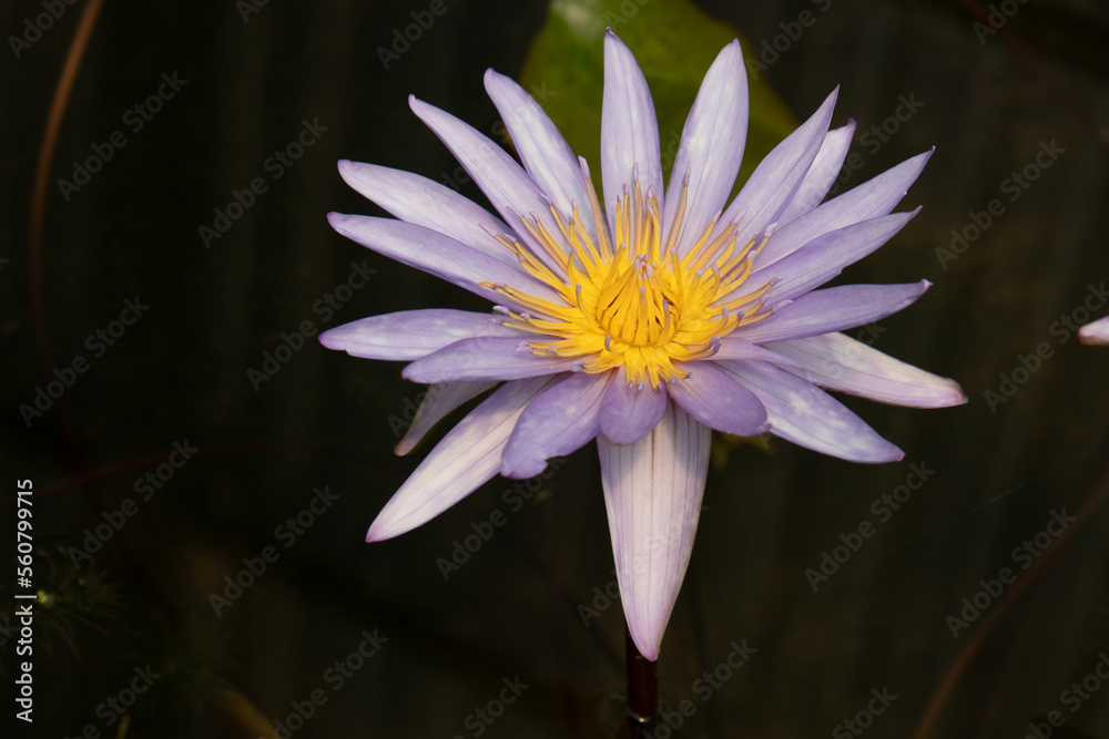 Close up purple lotus, Nymphaea caerulea, the Egyptian Lotus or Blue Lotus Close up purple lotus, Nymphaea caerulea, the Egyptian Lotus or Blue Lotus