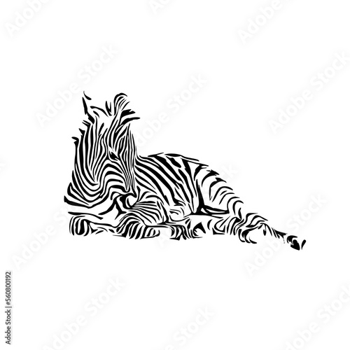 Fototapeta Naklejka Na Ścianę i Meble -  sketch of a zebra drawing with a transparent background