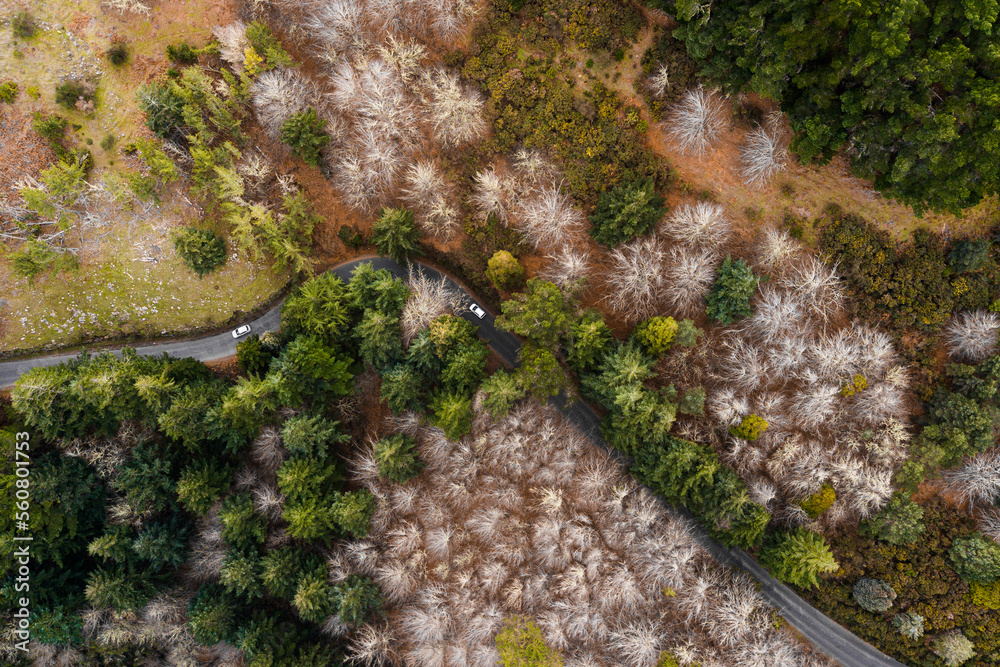 Aerial Drone View of a serpent road on a forest Aerial Drone View of a serpent road on a forest