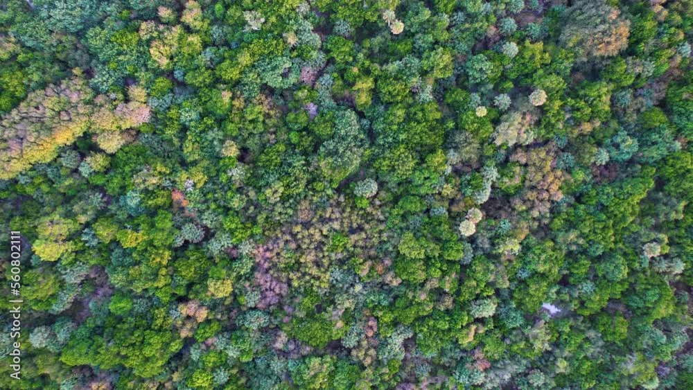 Cluster of trees, bushes, green texture - Little Talbot, Florida Cluster of trees, bushes, green texture - Little Talbot, Florida
