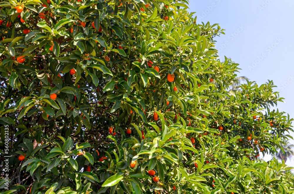ripe kumquats on the trees in California Citrus State Historic Park (Riverside, California, USA)