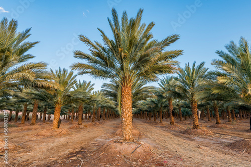 Plantation of date palms intended for GMO free and healthy food production. Agriculture of dates is rapidly developing sustainable industry in desert and arid areas of the Middle East