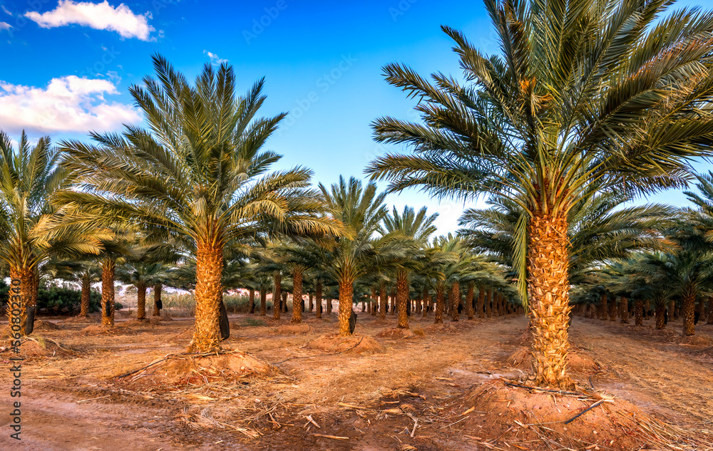 Plantation of date palms intended for GMO free and healthy food production. Agriculture of dates is rapidly developing sustainable industry in desert and arid areas of the Middle East