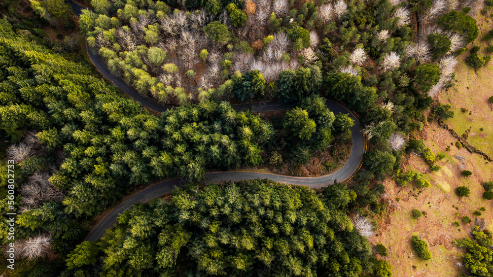 Aerial drone view of a serpent road on a forest top view. Green forest from above.

