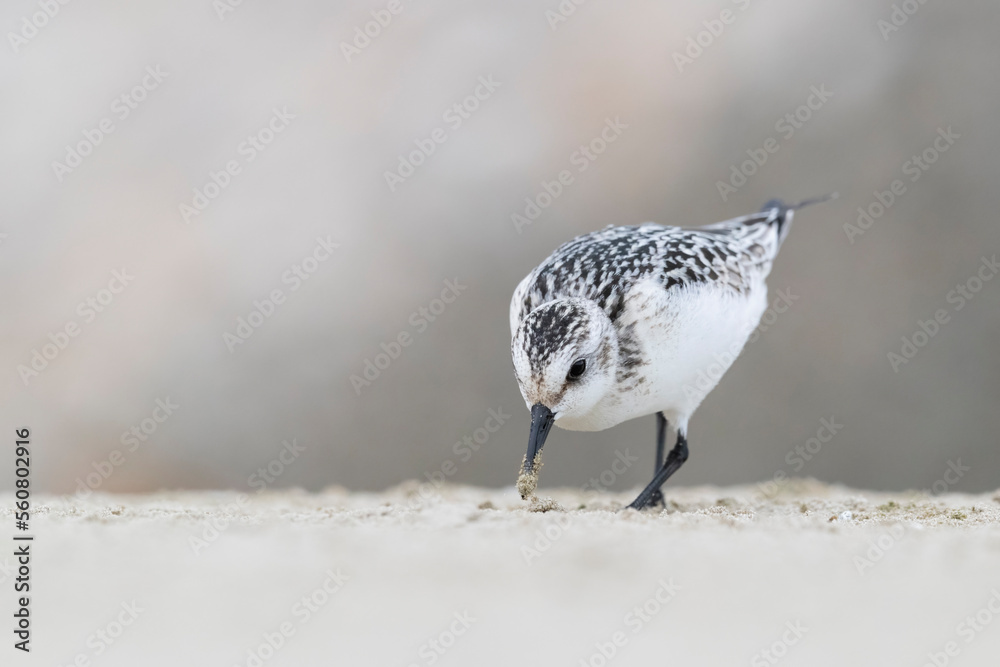 Fototapeta premium The sanderling (Calidris alba) small wading bird.