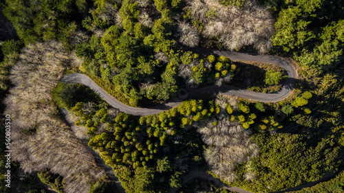 Aerial drone view of a serpent road on a forest top view. Green forest from above. 