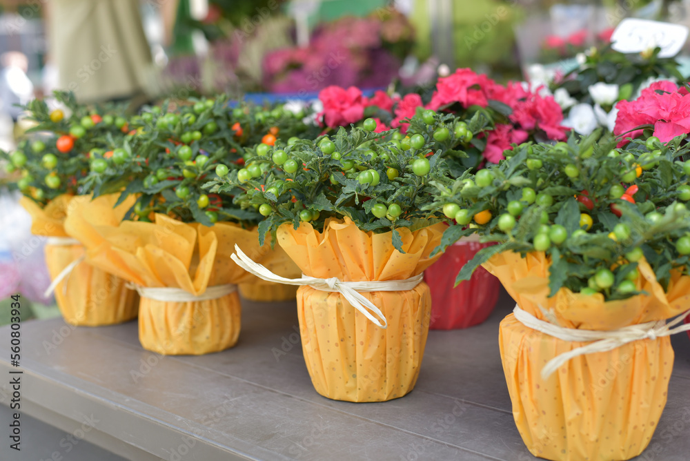 Cherry tomatoes grow in a flowerpot