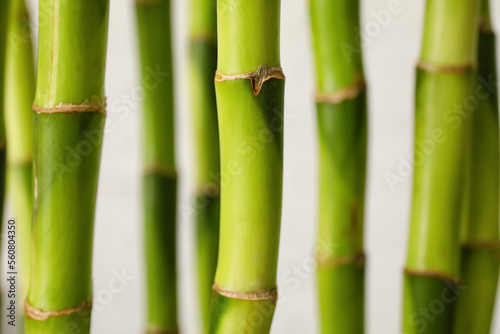Fototapeta Naklejka Na Ścianę i Meble -  Bamboo stems on light background, closeup