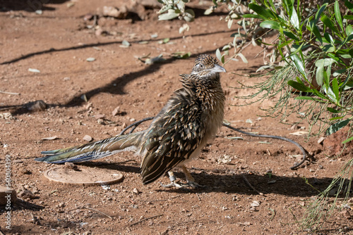 Valokuvatapetti roadrunner bird in captivity gets a close up on a hot summer day