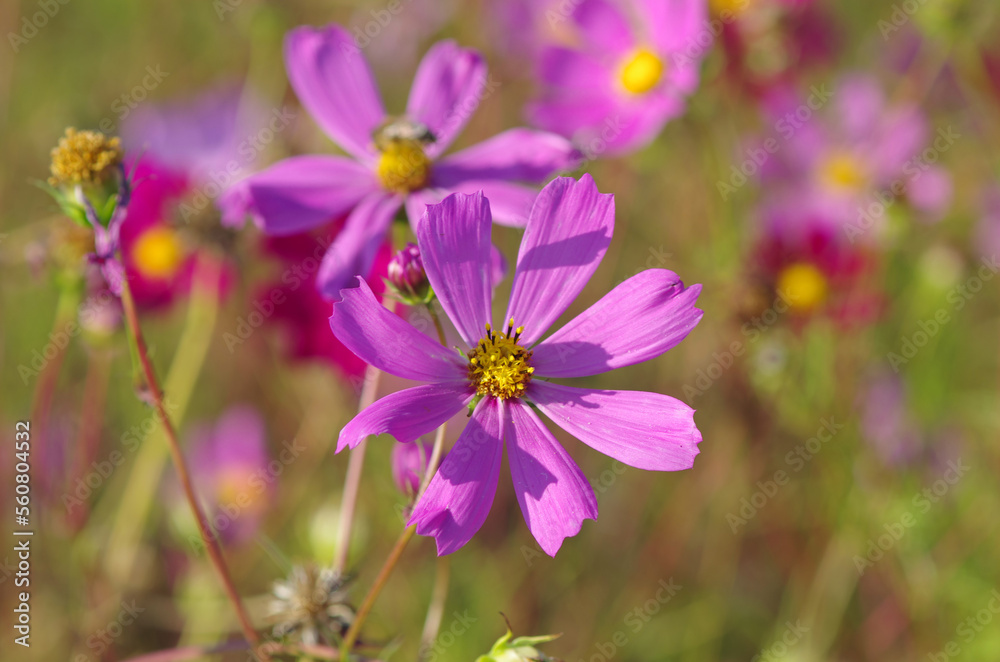 Cosmeya flower. Pink flowers in the garden Cosmeya flower. Pink flowers in the garden