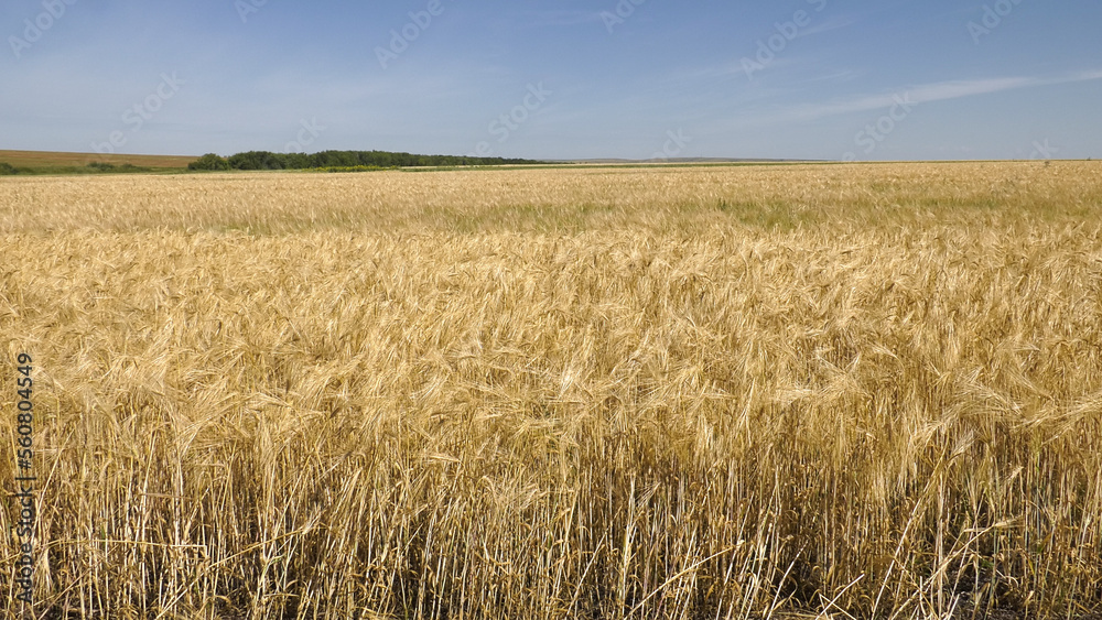 Volga region, harvest season. Ears of ripe wheat.