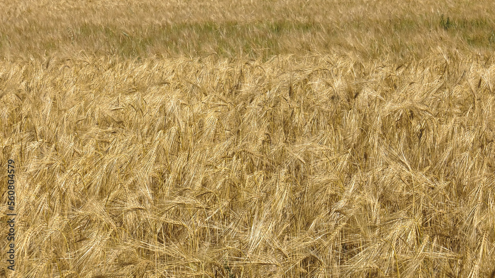 Volga region, harvest season. Ears of ripe wheat. Volga region, harvest season. Ears of ripe wheat.