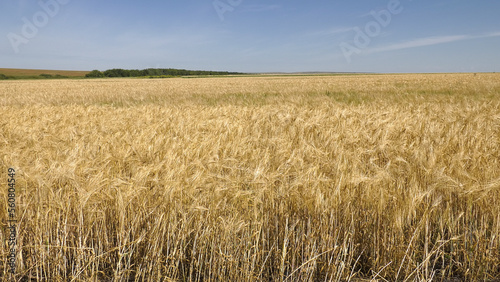 Volga region, harvest season. Ears of ripe wheat.