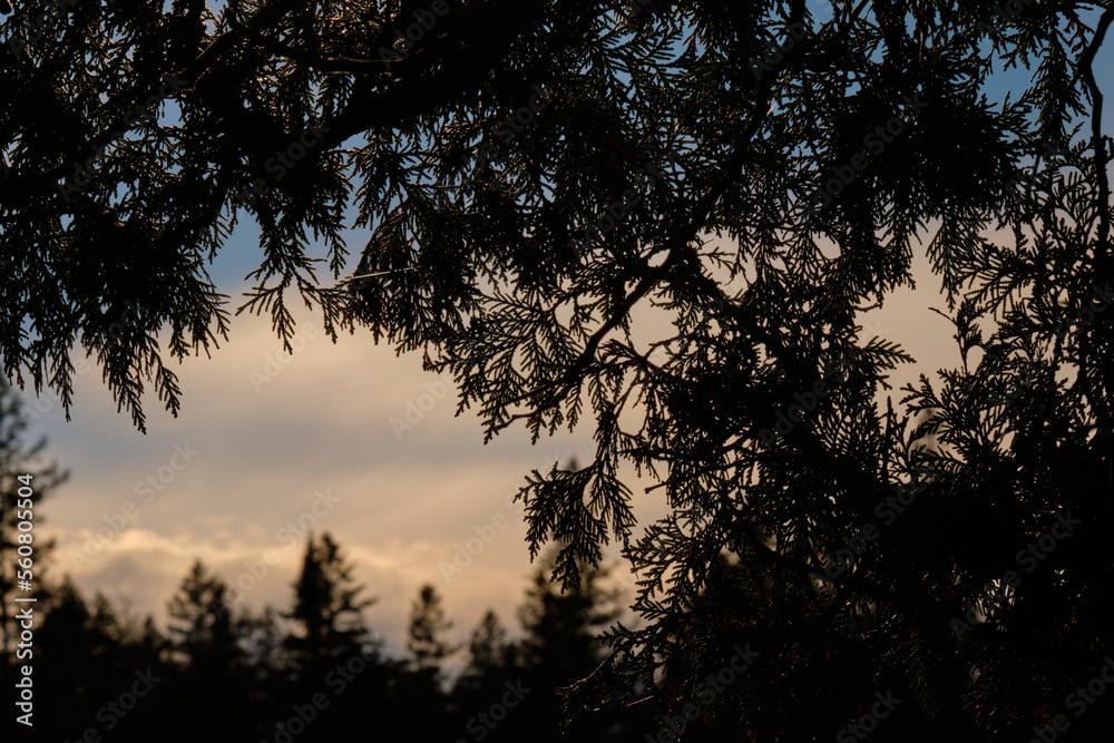 Sunset-illuminated trees framed by silhouetted evergreen trees and leaves